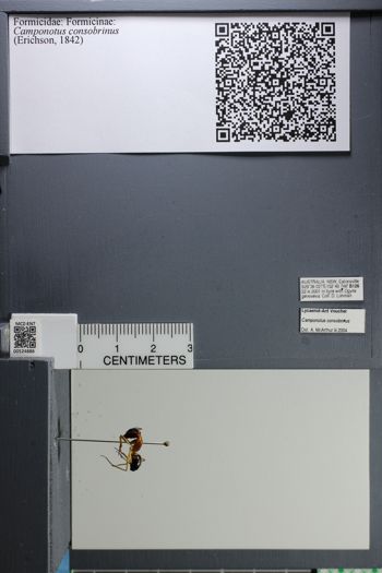 Media type: image;   Entomology 524886